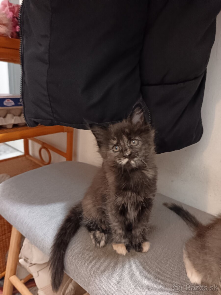 Mainska myvalia mačka - 3