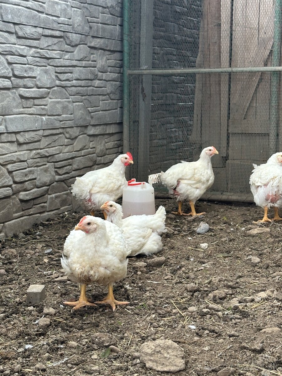 Brojlerové kurčatá ross 308 - 3