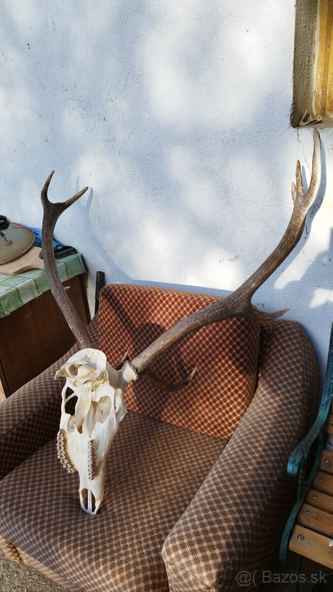 Predám trofej jeleňa.parozie, zhody, trofeje. - 3