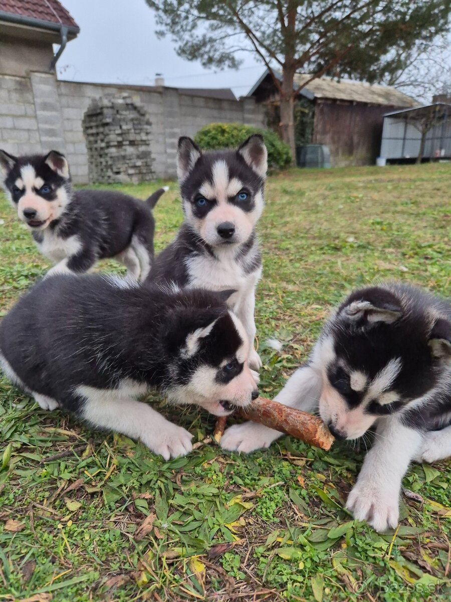 Sibírsky husky – šteniatka na predaj - 3