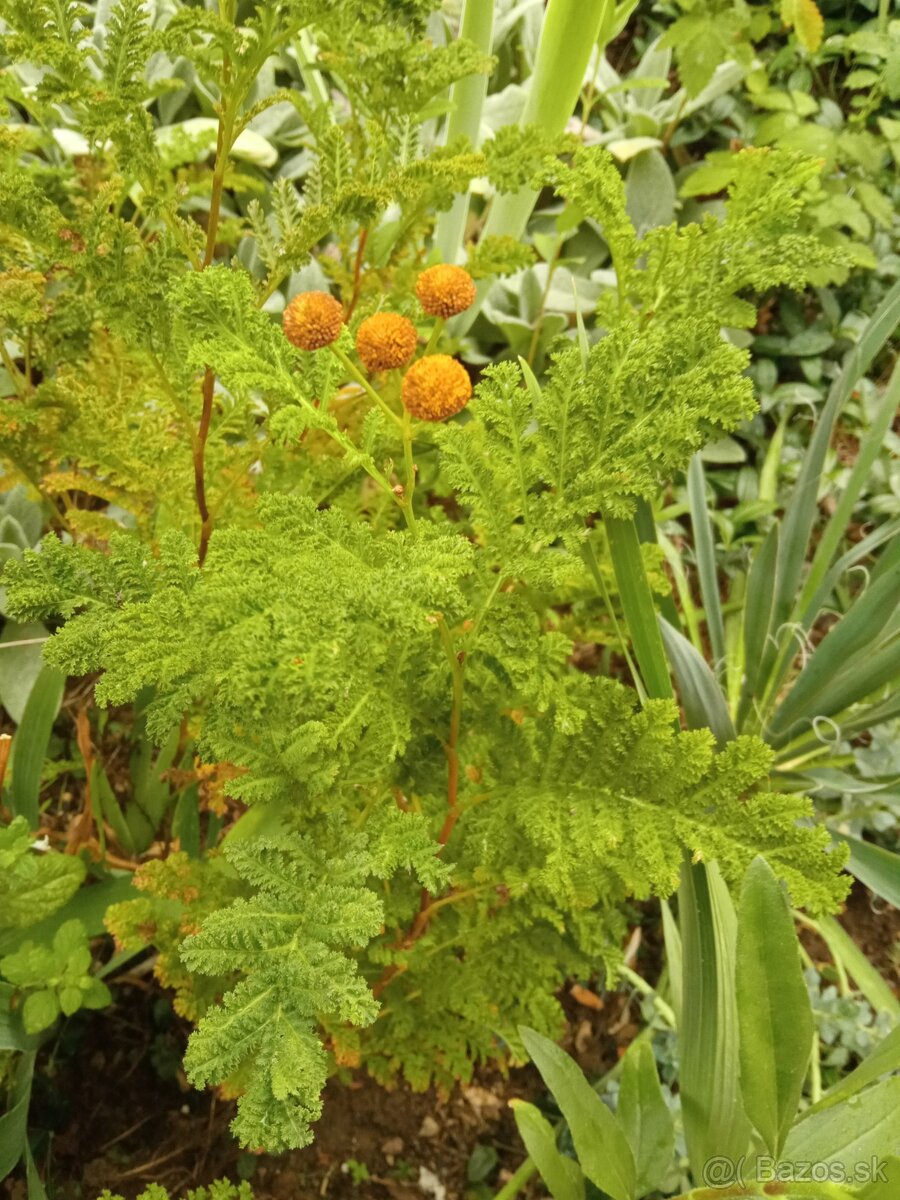 Vratič obyčajný /Tanacetum - 3