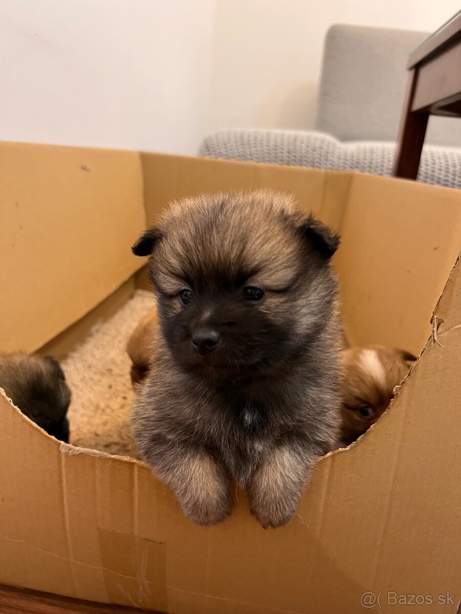 Na predaj šteniatka- Nemecký špic oranžový - 3