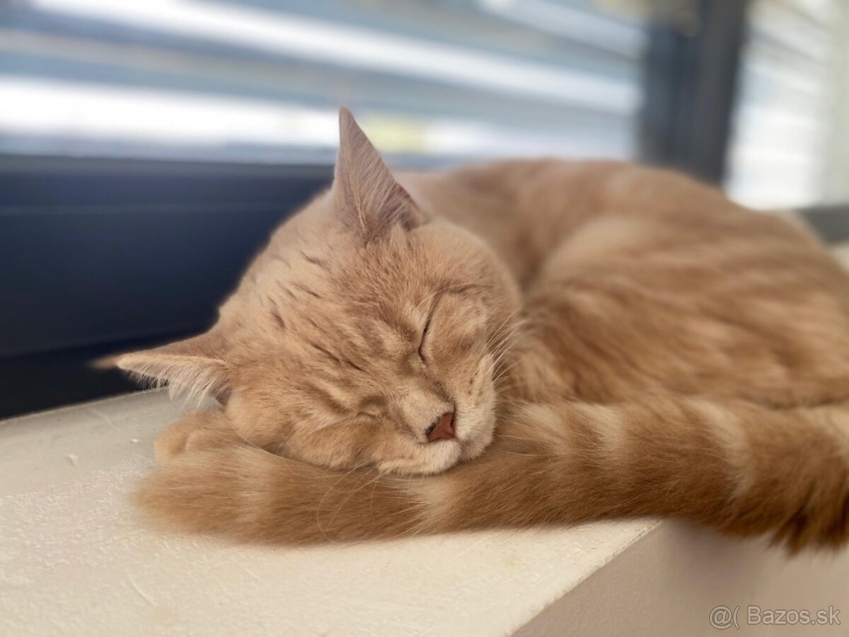 Britská Krémová REZERVOVANE - 3