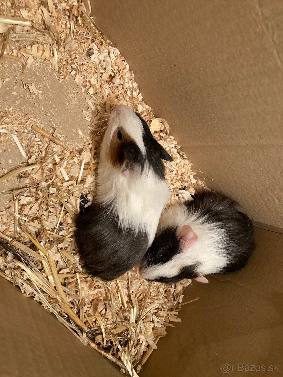 Morča, morčatá, morské prasiatka - 3