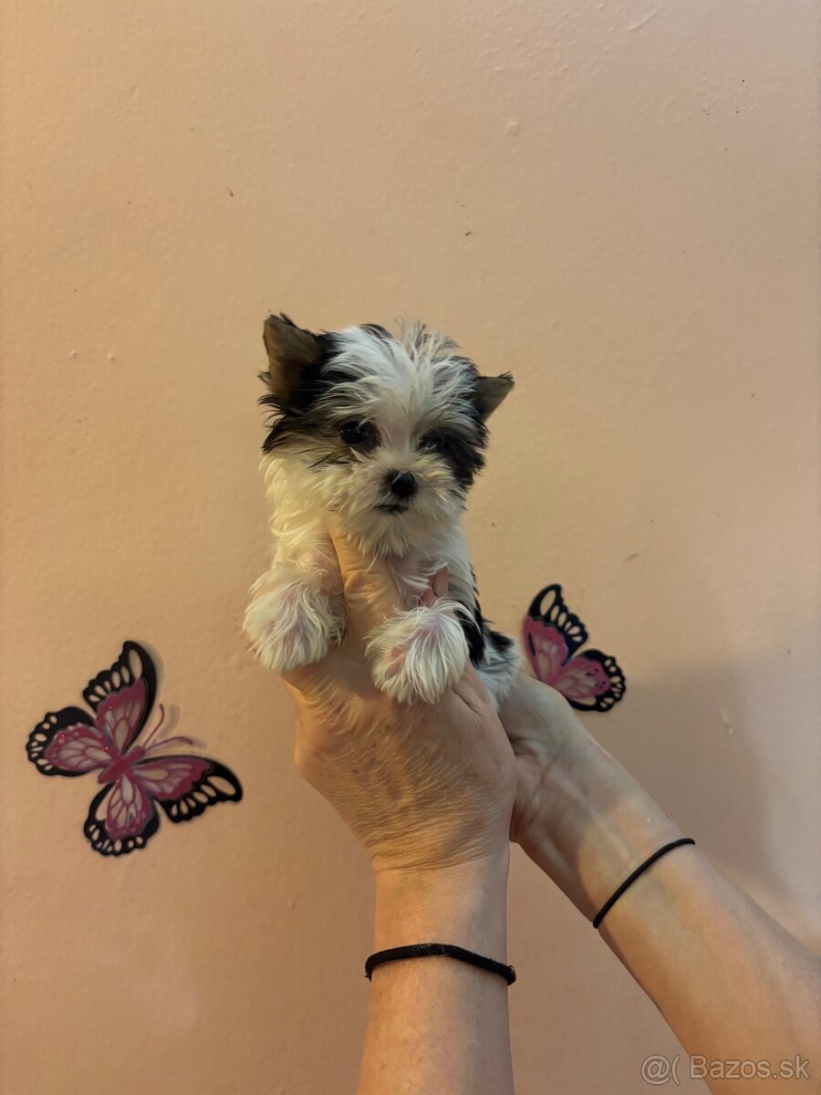 Yorkshirsky terier, yorkshirsky terier mini, biewer - 3