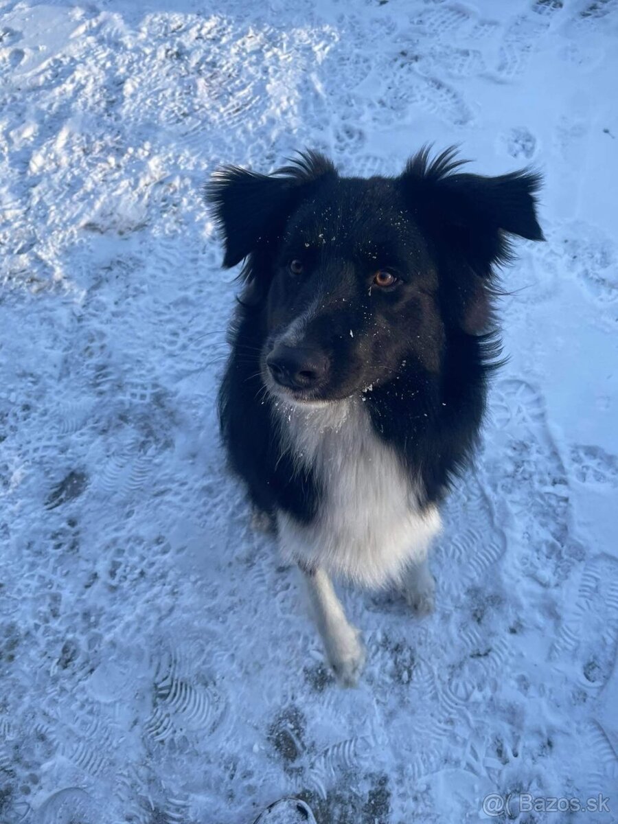 Predam šteniatka border kolie - 3