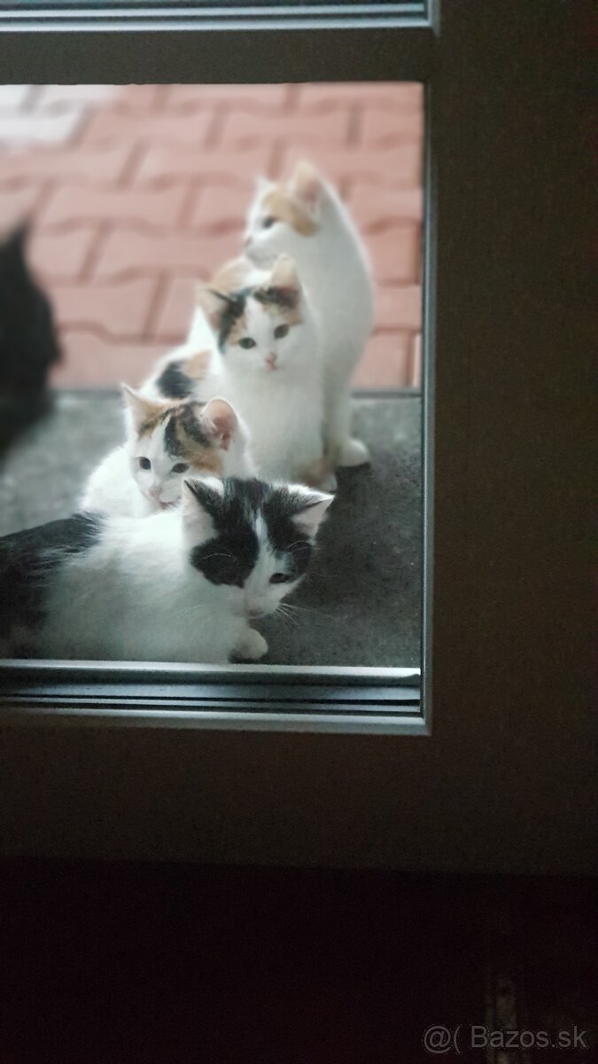 Darujem mačiatka - 3