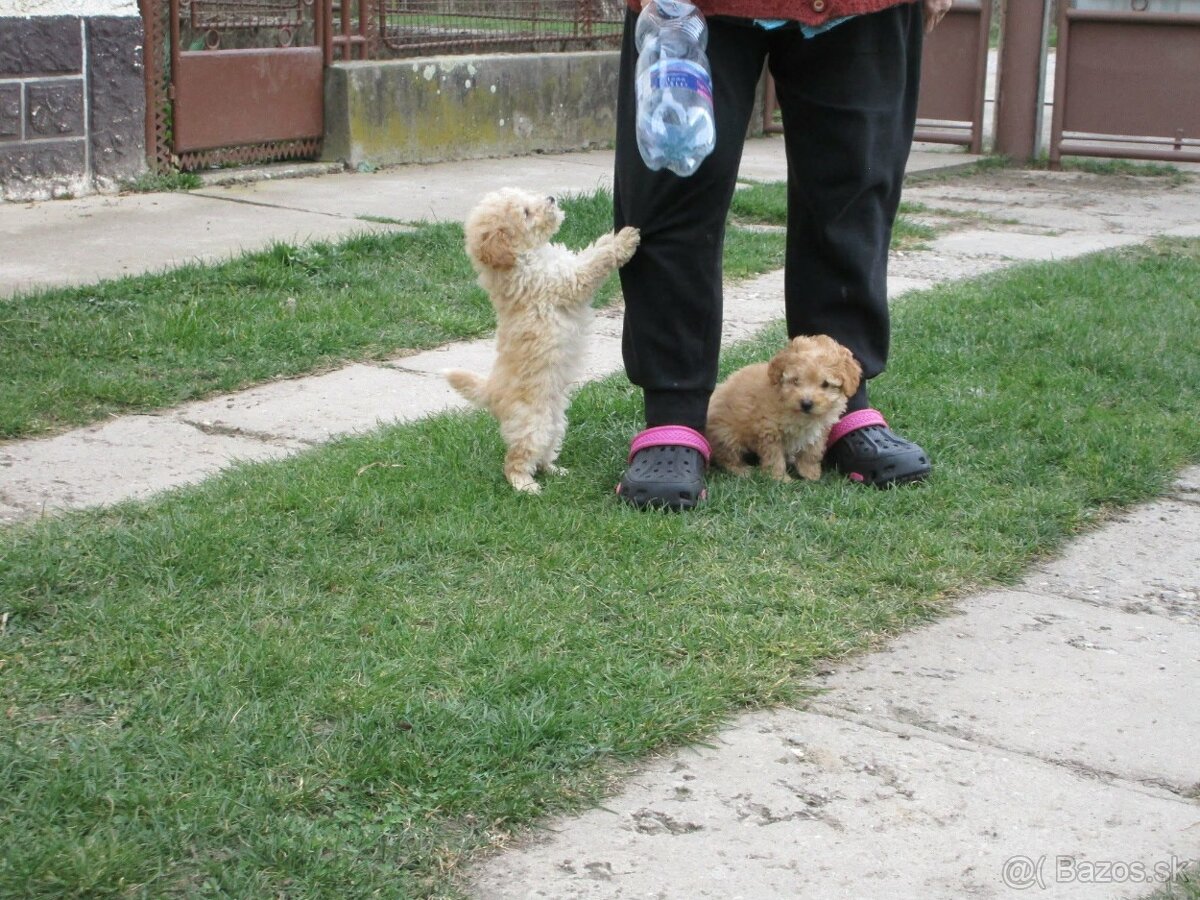 Pudel toy apricot white - 3