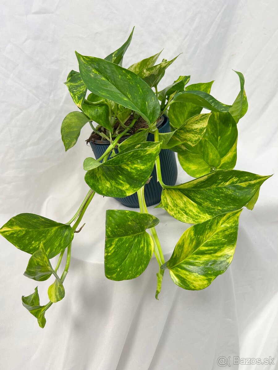 Epipremnum aureum ‚Hicolor‘ (Veľký) - 3
