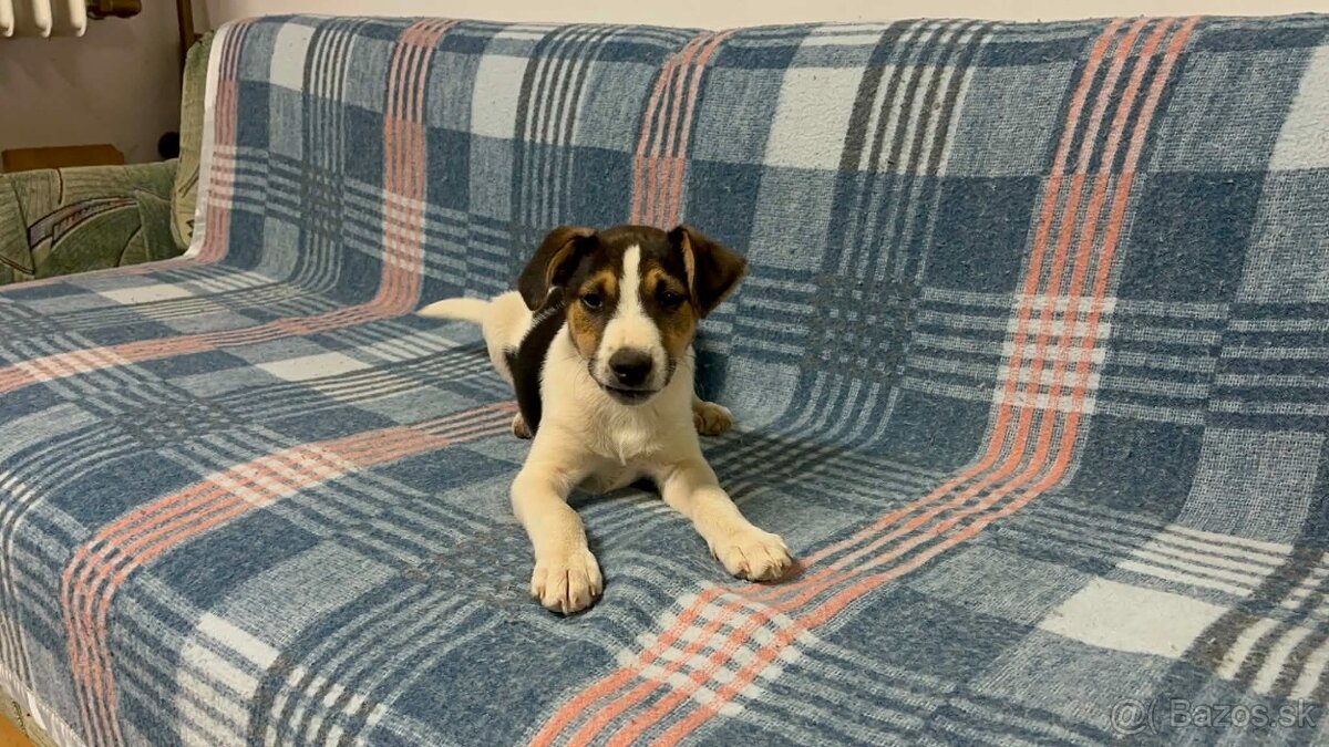 Jack russel terier - 3