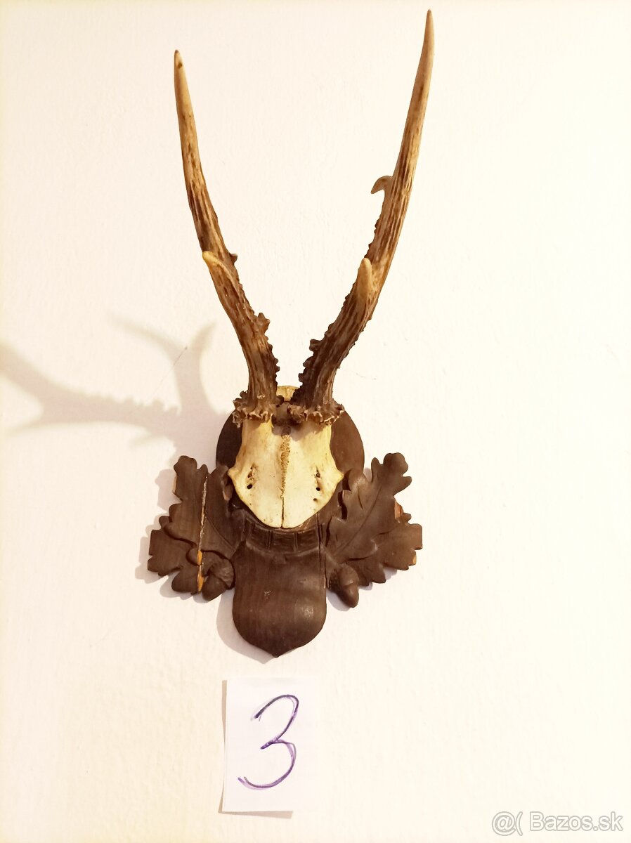 Srnčie parožky - 3