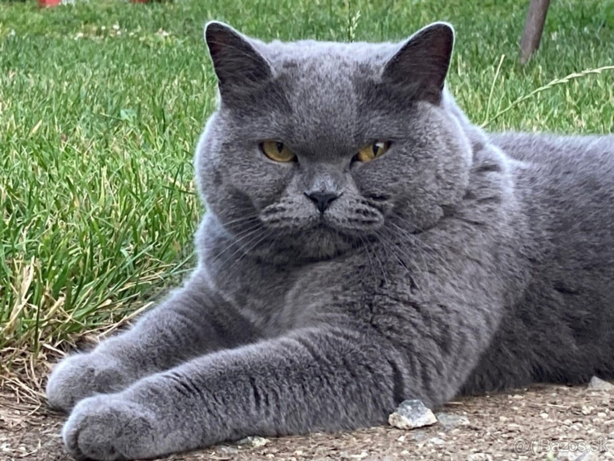 Britské mačiatka, Britská modrá - 3