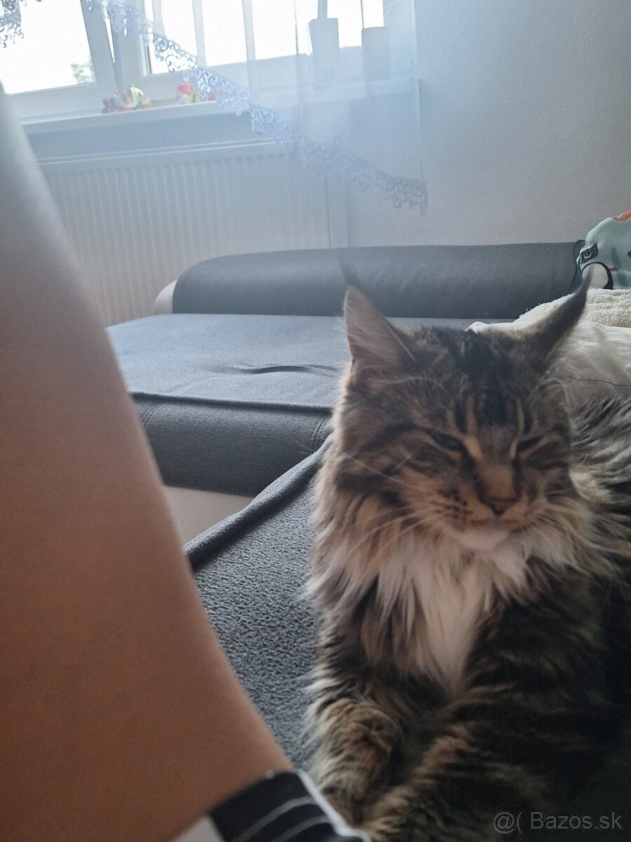 Mainská mývalia mačka - 3