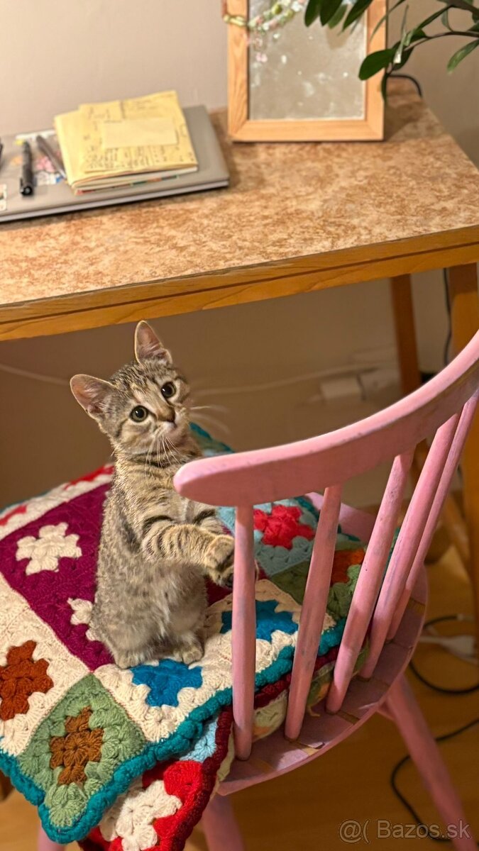 Darujem mačiatko do starostlivých rúk - 3