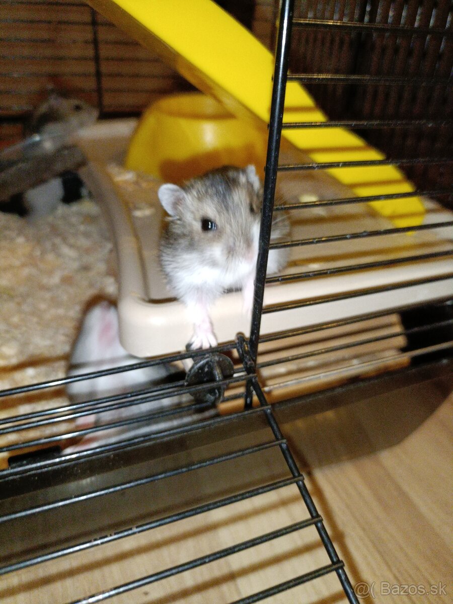 Škrečok džungársky - 3