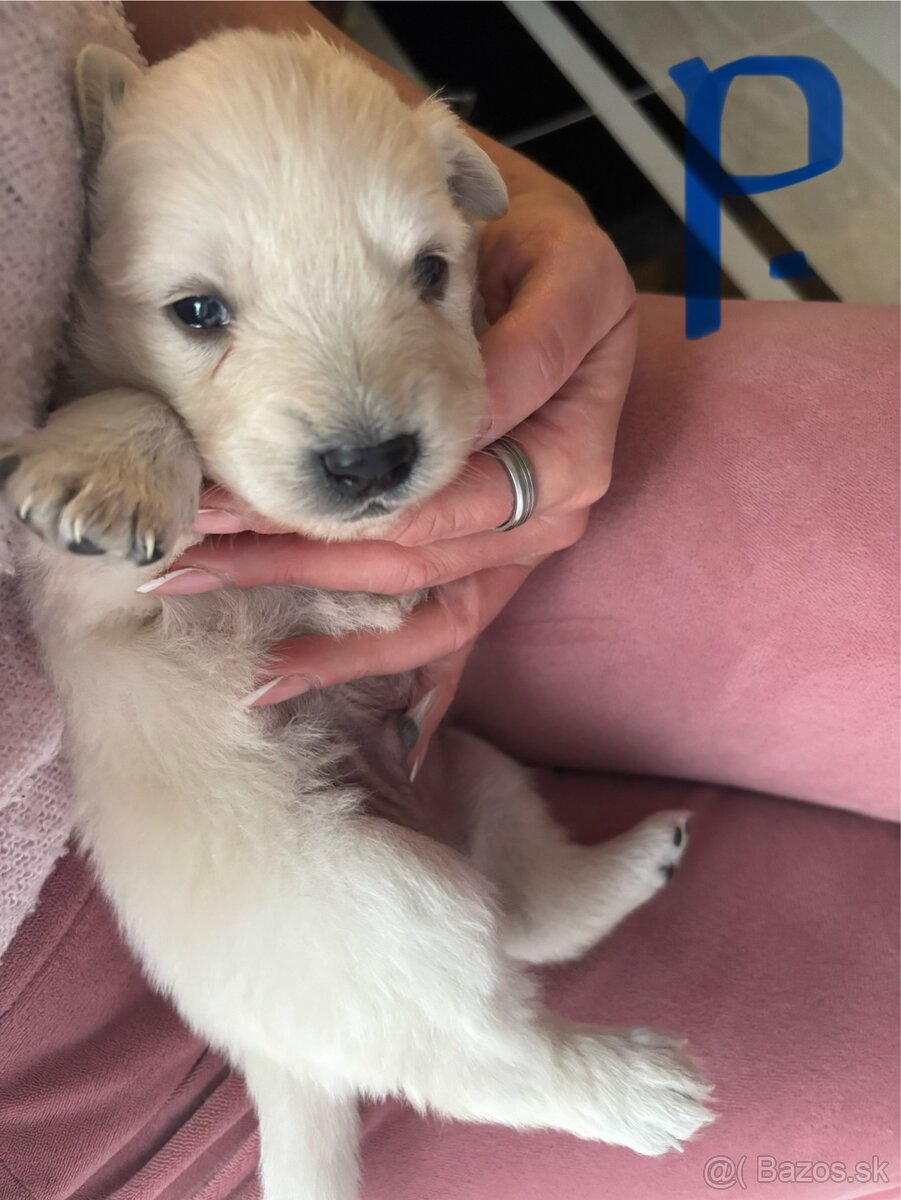 Šteniatka hľadaju domov - 3