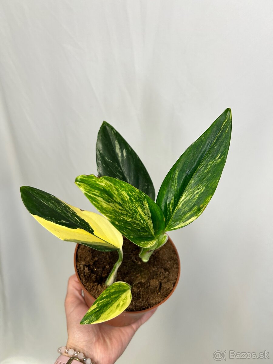 Monstera standleyana variegata - 3