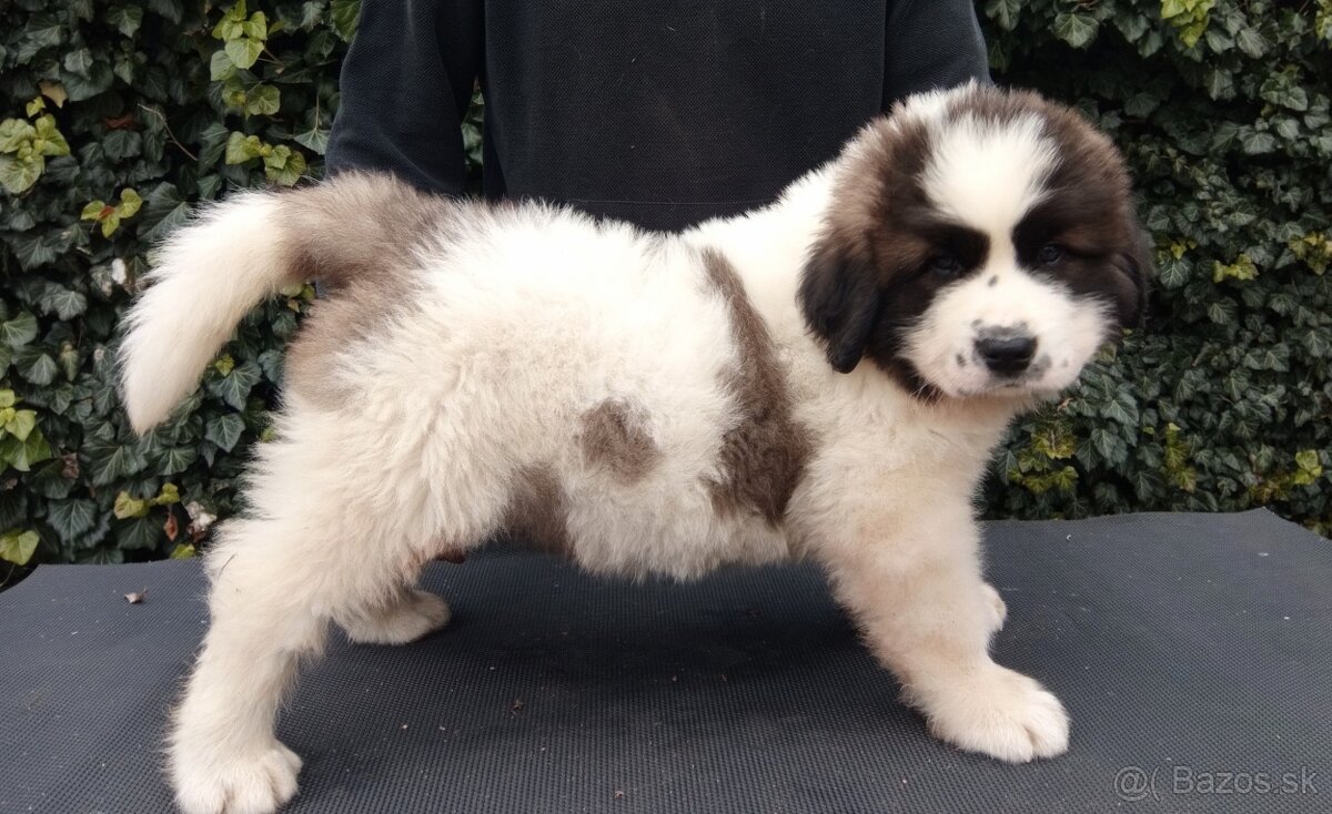 Moskovský strážny pes - Berkut - 3