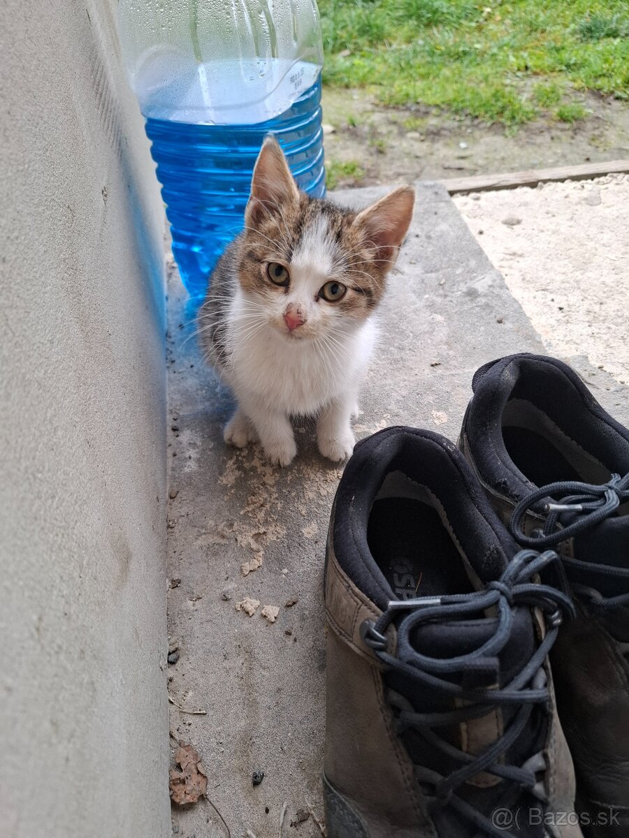 Darujeme mačiatko - 3