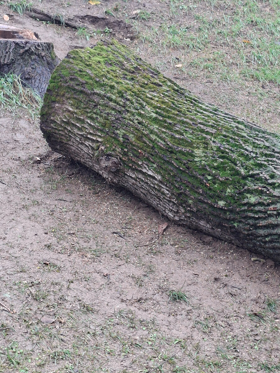 Orech kmeň guľatina priemer70cm - 30/35cm dlzka 7.8m + klaty - 3