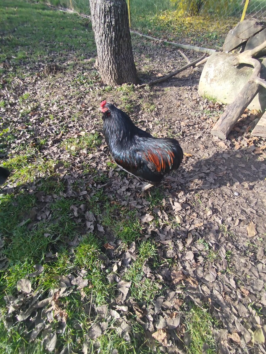 Kohút Araucana - 3