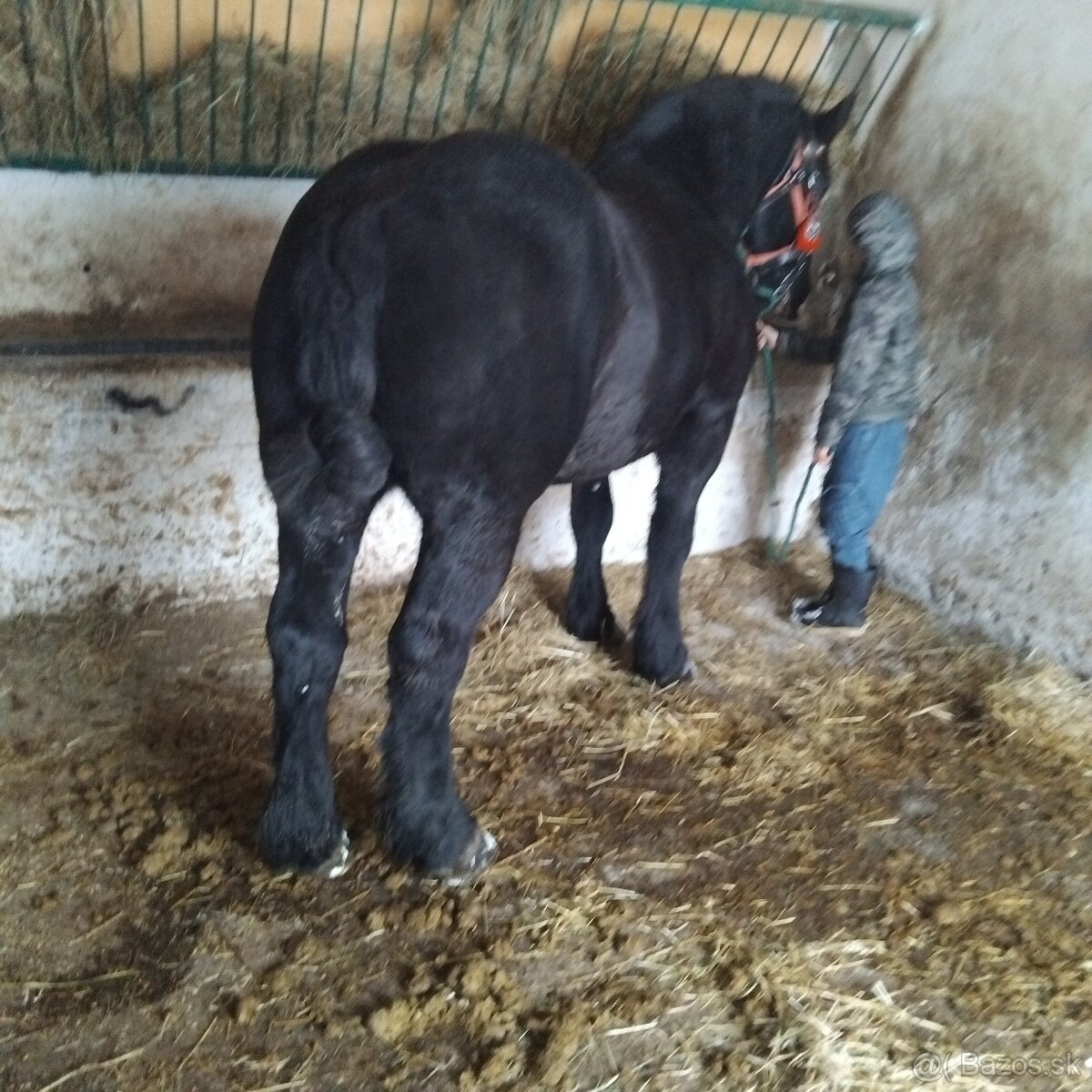 Sprzedam walacha karego - 3