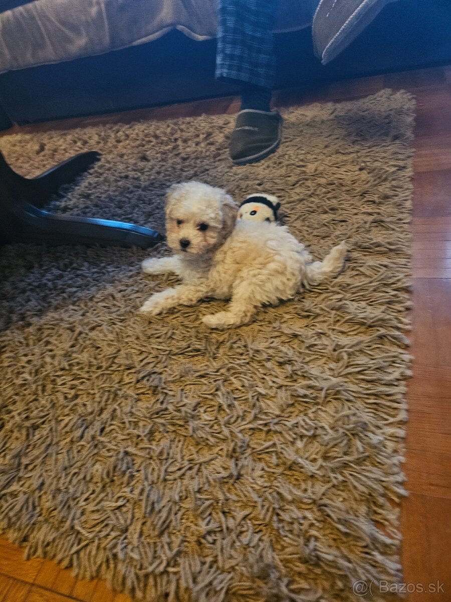 Pudel trpasličí - 3