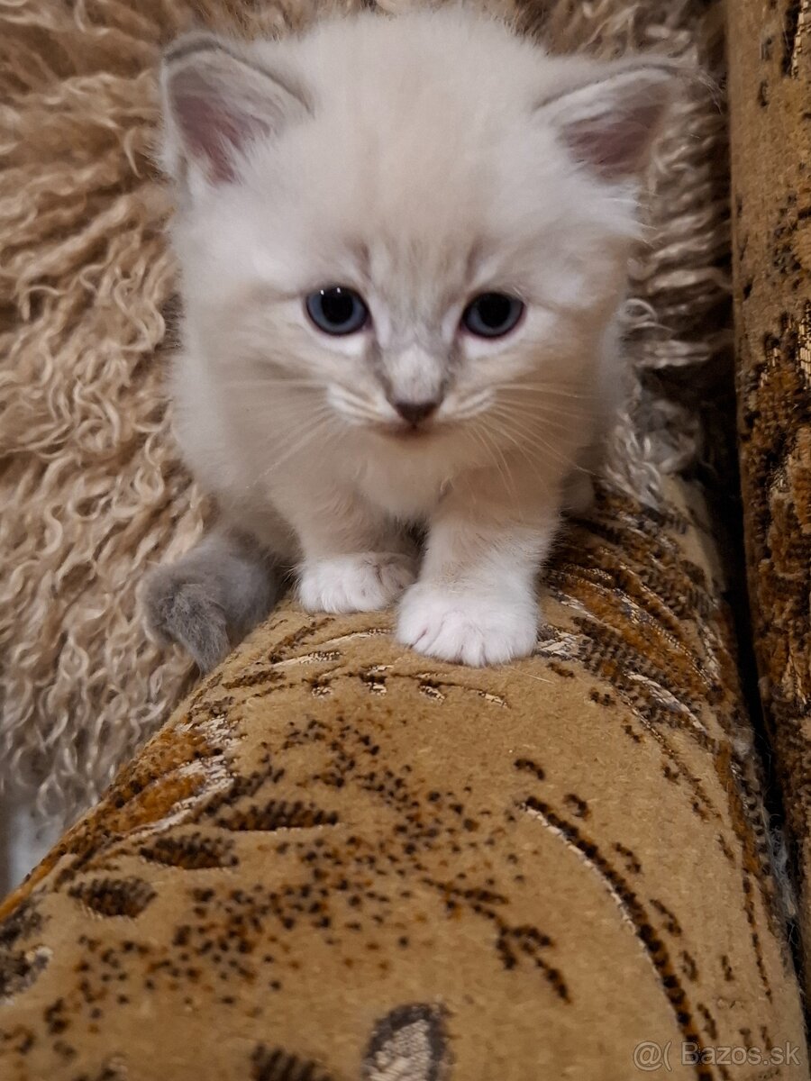 Ragdoll kocurik blue lynxl - 3