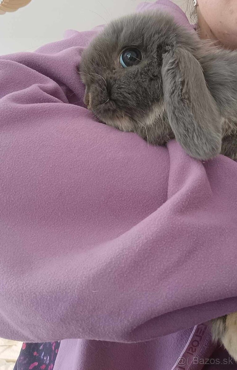 Minilop baranček - zakrslý králik - 3