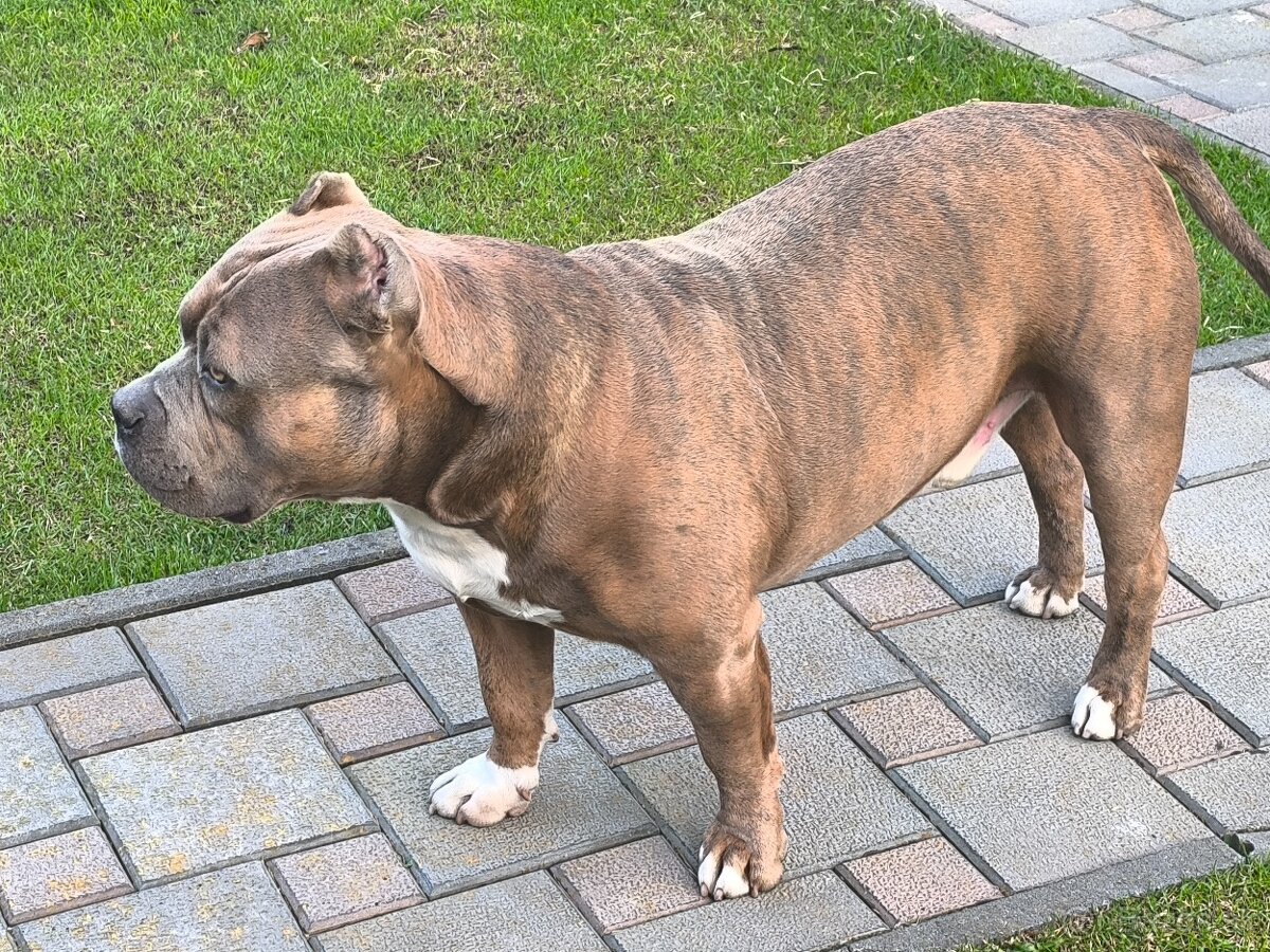 American Bully krytie - 3