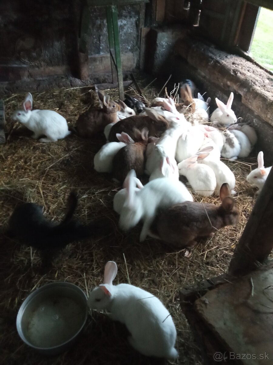 Predám zajace králiky - 3