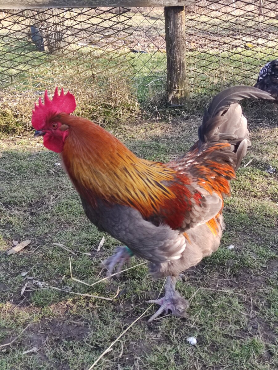 KOHÚT 🐓 MARANS ,+ KÚPIM SLIEPKY - 3
