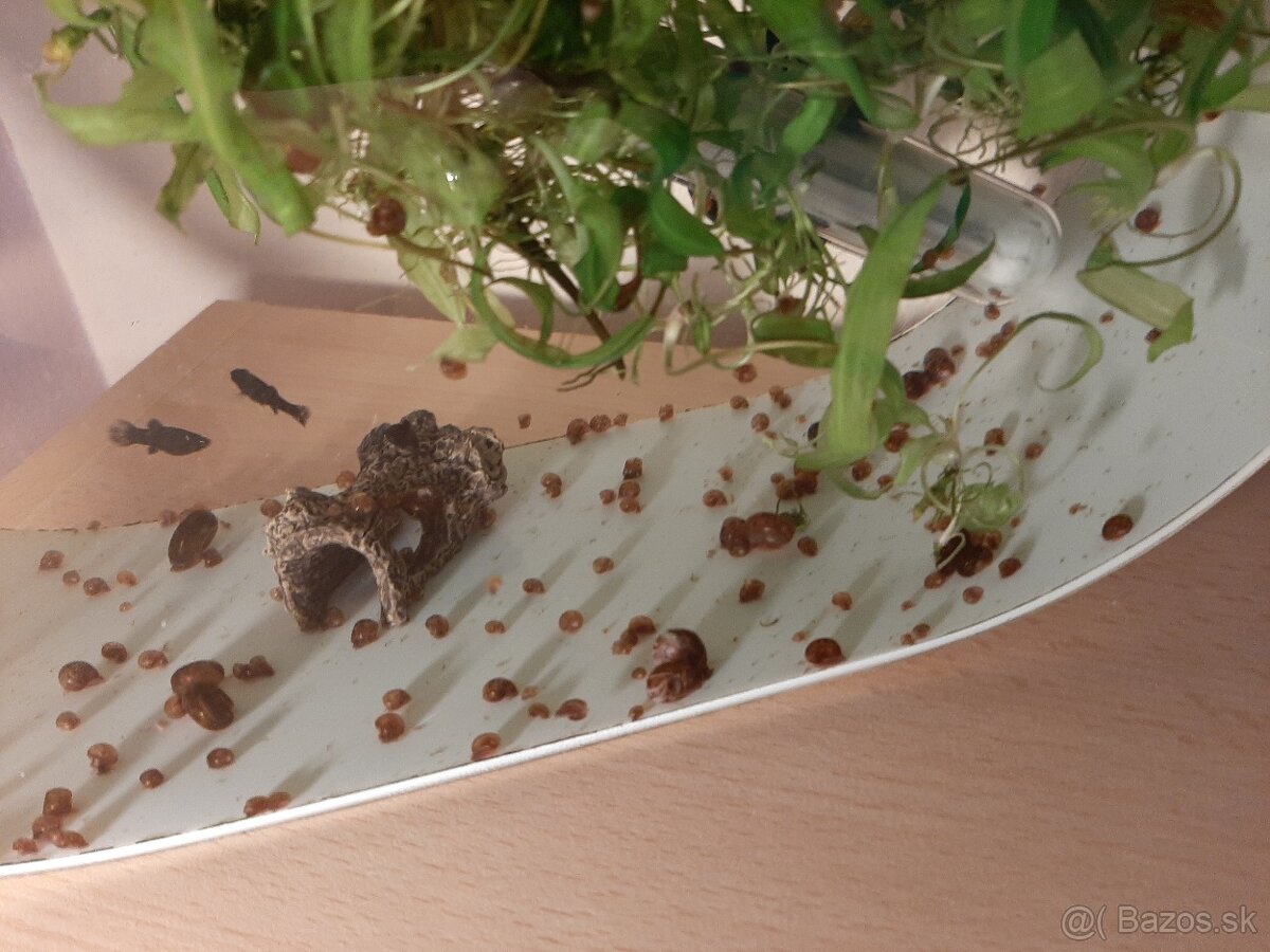 Slimak Kotuľka hnedá - 3