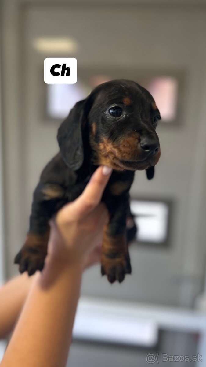 Trpazličí jazvečík - 3