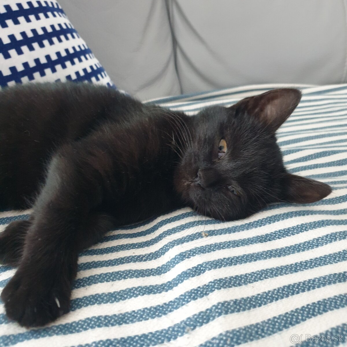 Darujem mačiatko - 3