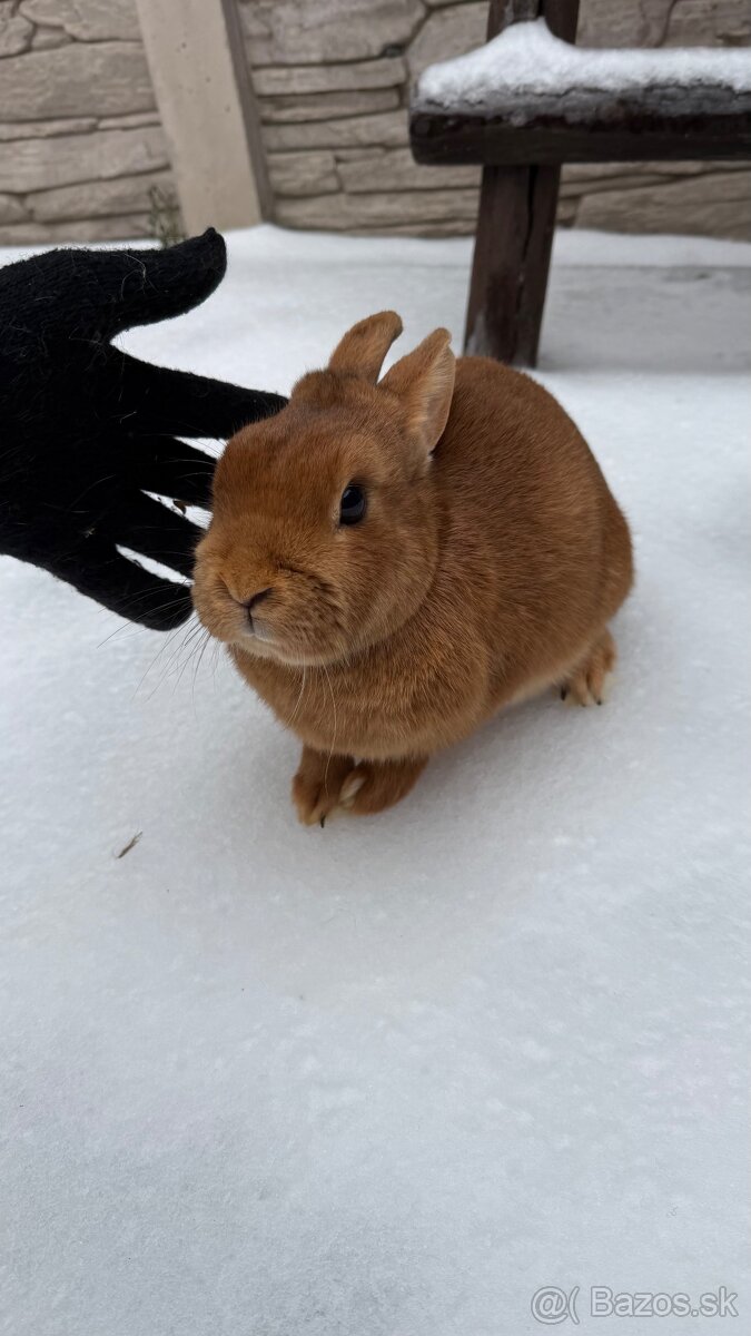 Zákrslý králik❤️ - 3