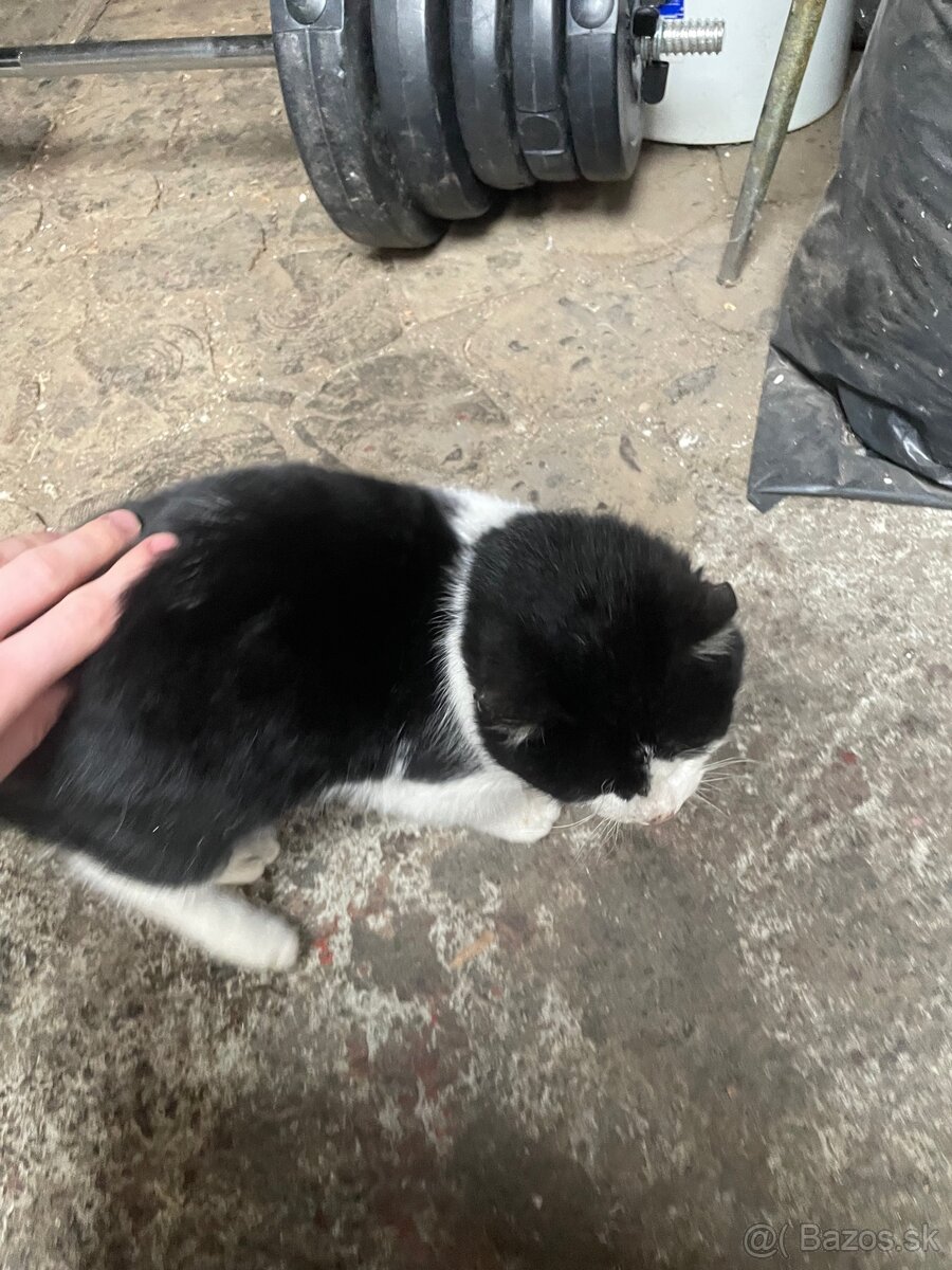 Darujem mačičku súrne - 3