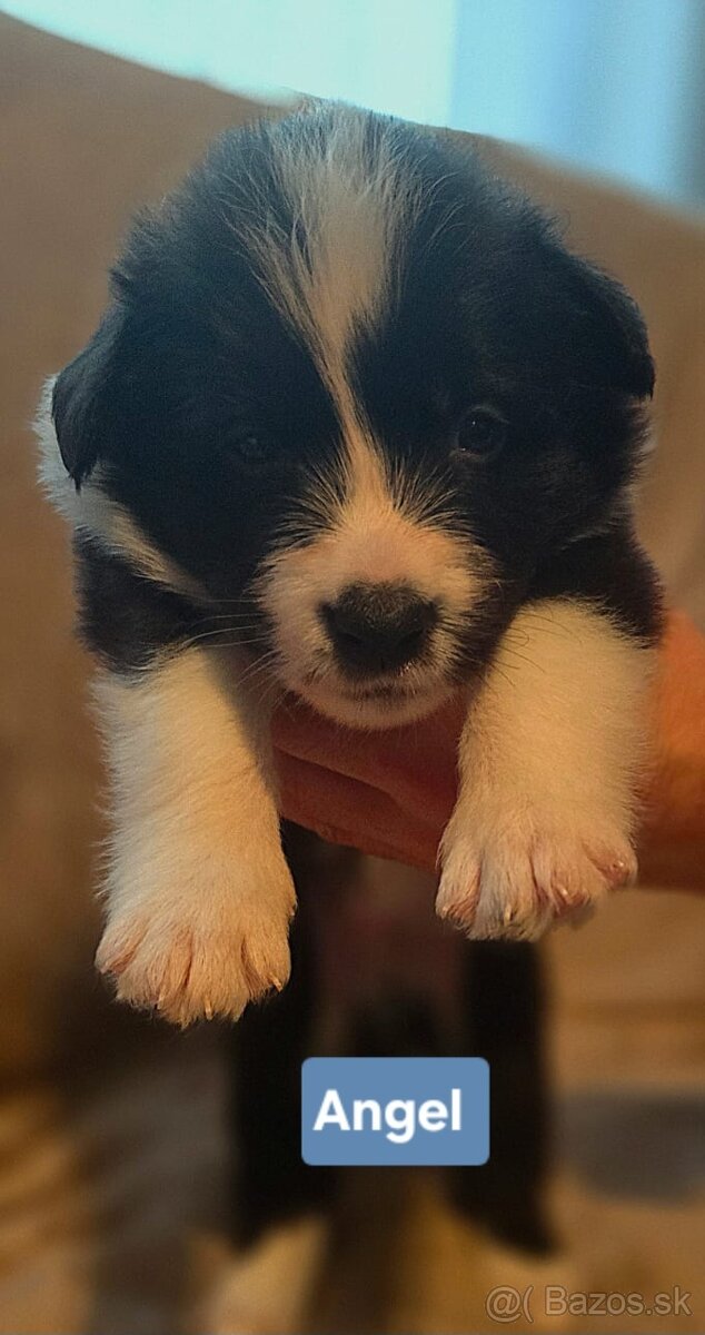 Border kólia s PP - 3