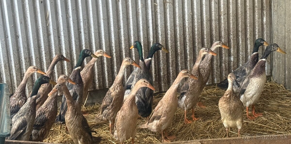 Indické bežce , kačky. - 3