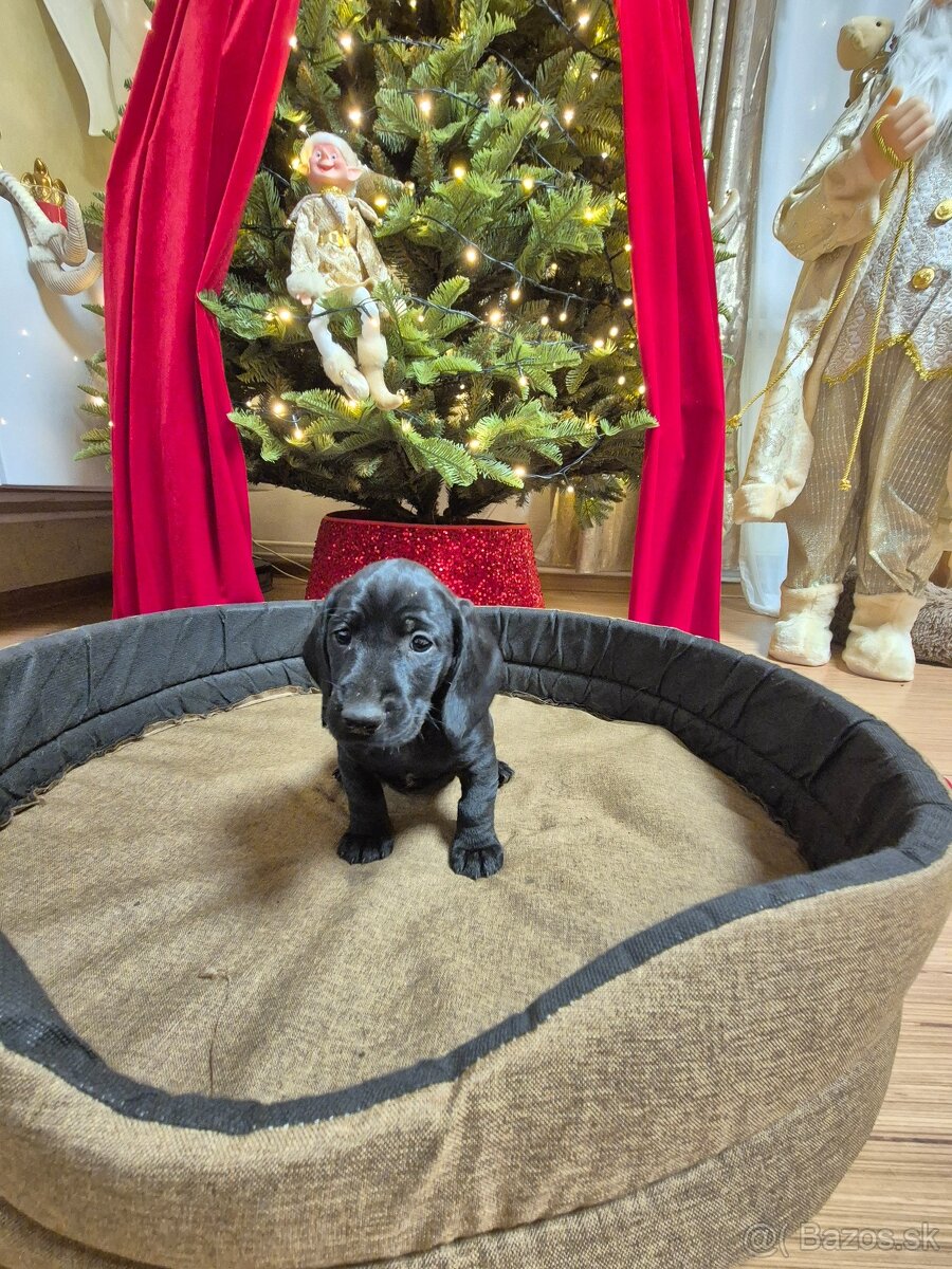 Darujeme šteniatka - 3