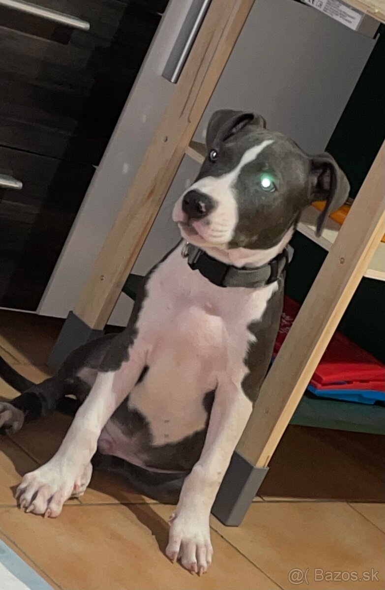 Americký staford - 3