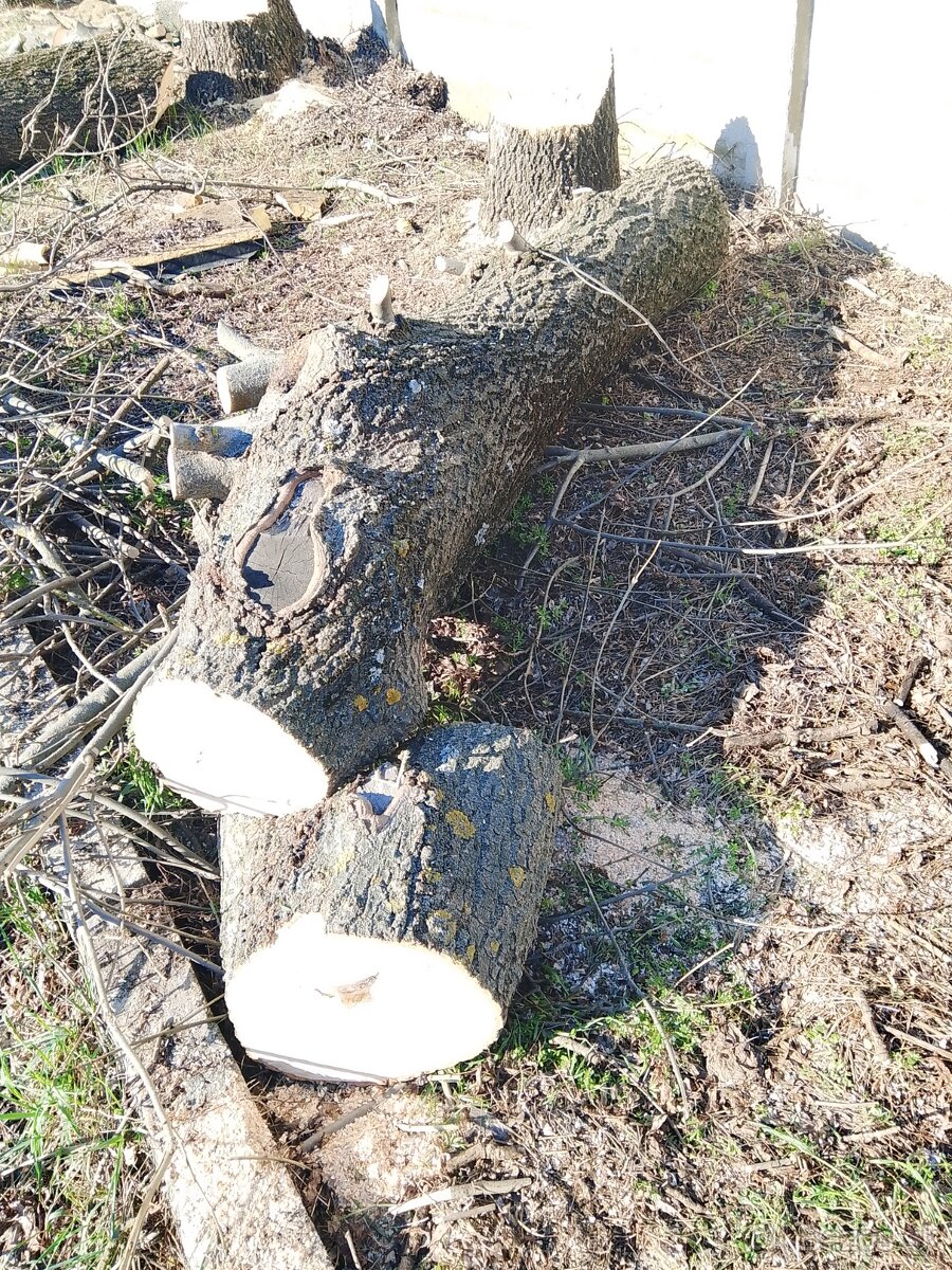 Jaseňové kmene - 3