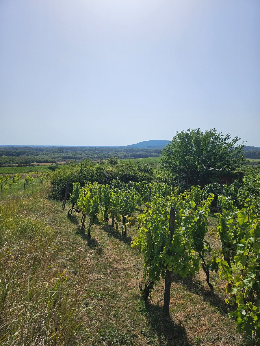 Dve vinice v srdci Tokajskej oblasti – obec Viničky - 3