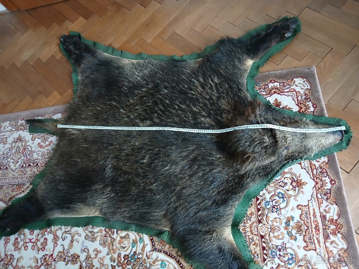 Diviačia trofej - 3