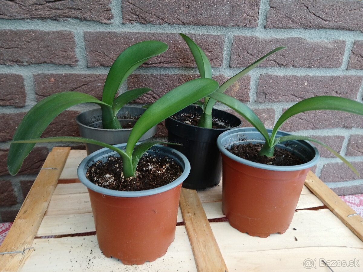 Hemant bielokvetý - Haemanthus albiflos - 3