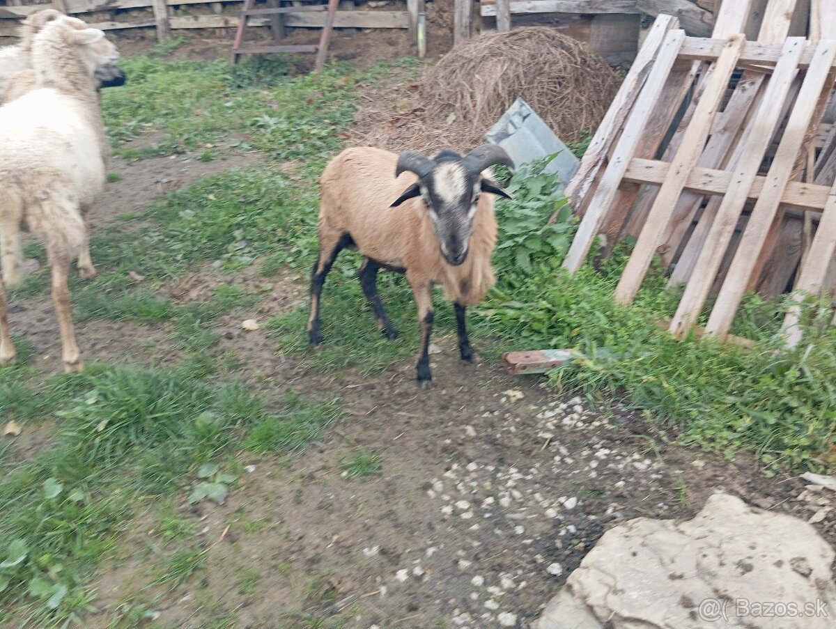 Predám ovce kamerúnske - 3