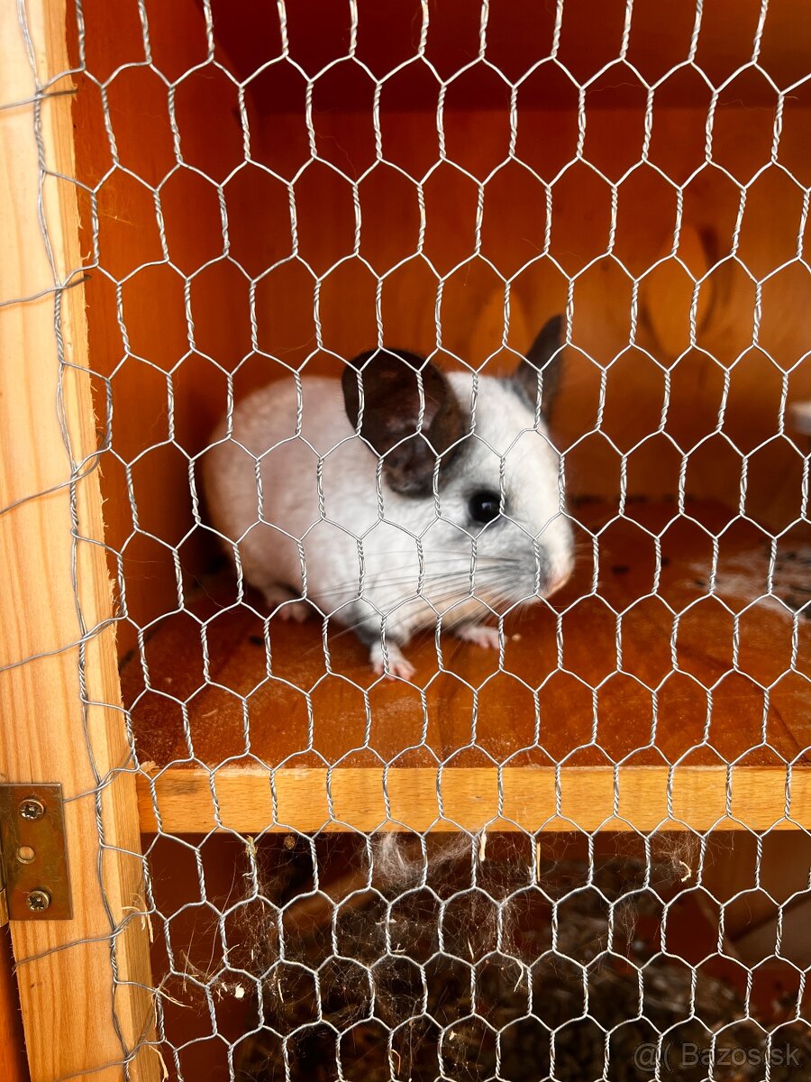 Predám Činčilu REZEROVANÉ VŠETKY - 3