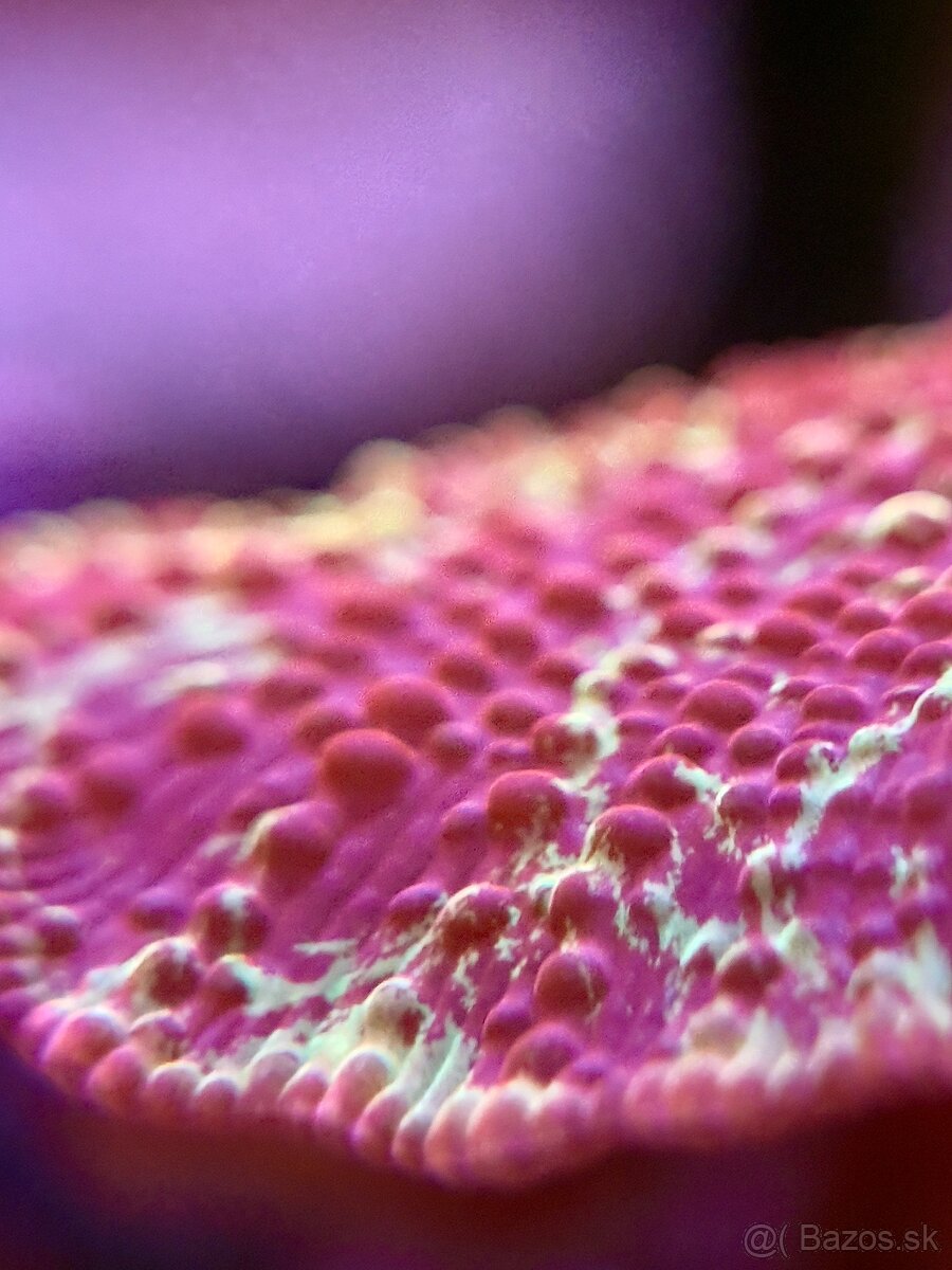 Discosoma eclectus - 3