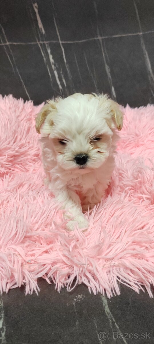 Predám maltezak - 3