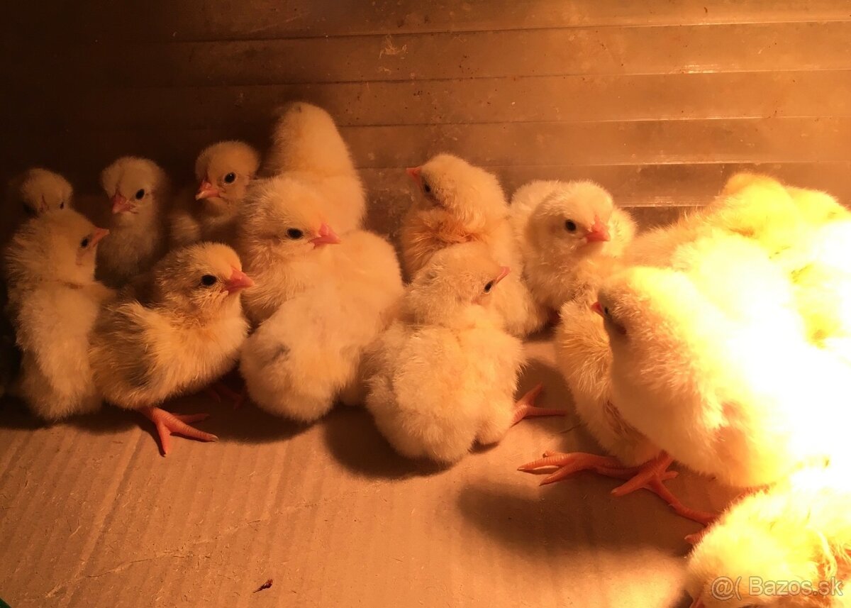 Hempšír a Vlaška jarabičia. - 3